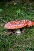 les vastres-6890.jpg