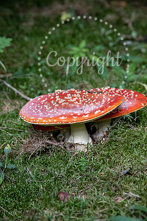 les vastres-6890.jpg
