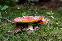 les vastres-6892.jpg