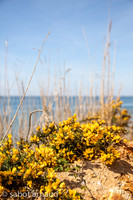 Plage de la mine d'or-4533.jpg