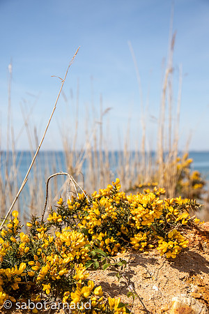 Plage de la mine d'or-4533.jpg