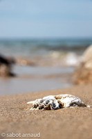 Plage de la mine d'or-4489.jpg