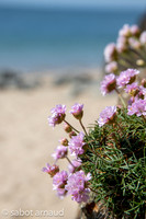 Plage de la mine d'or-4496.jpg