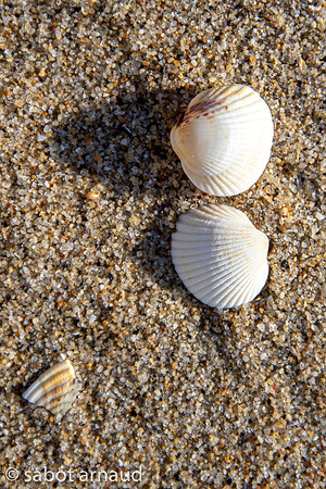 IMG_6226.jpg